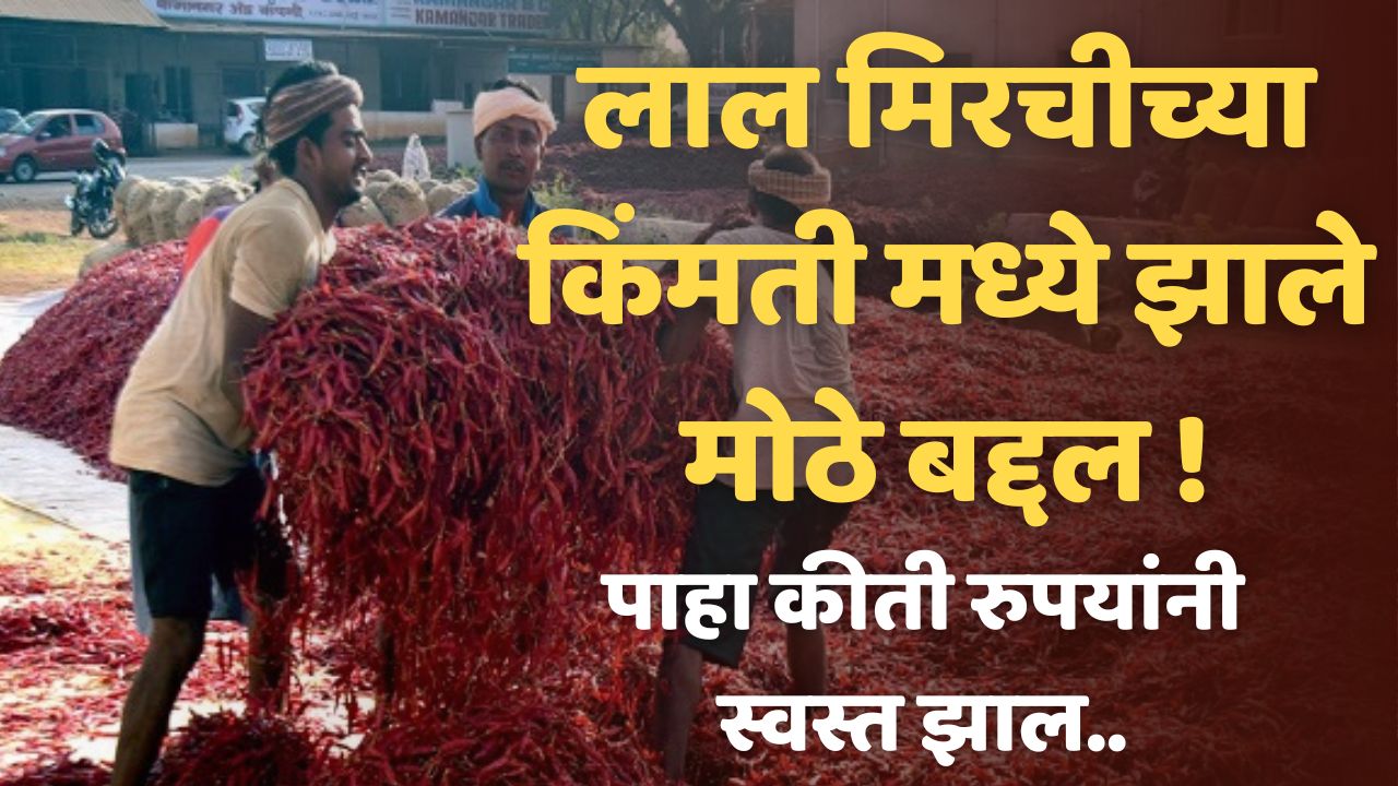 Red Chilli Price Today
